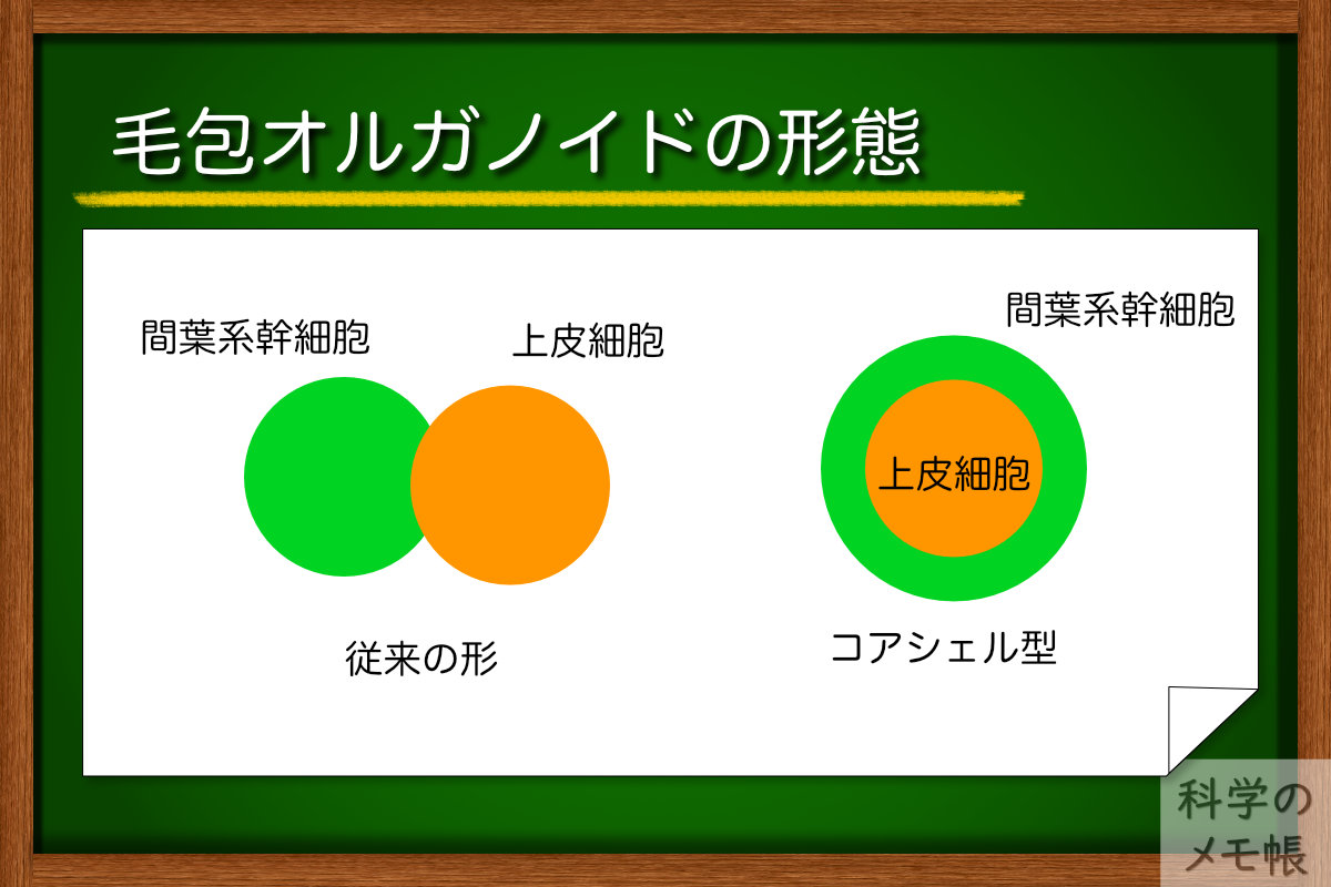 発芽率を改善した髪の毛のオルガノイドを作る研究【毛包オルガノイド】 科学のメモ帳